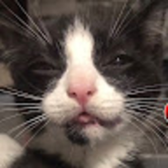 turnipcat1